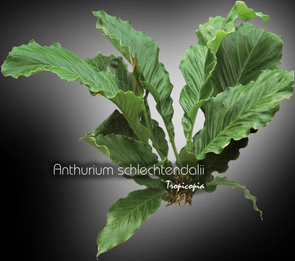 Anthurium - Anthurium schlechtendalii - Bird nest Anthurium, Cabbage Anthurium